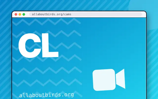 Cornell Lab Bird Cams: preview of allaboutbirds.org